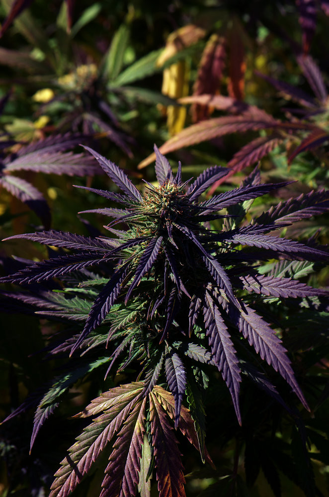 harvest time